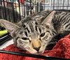 Pepper - Photo 2
