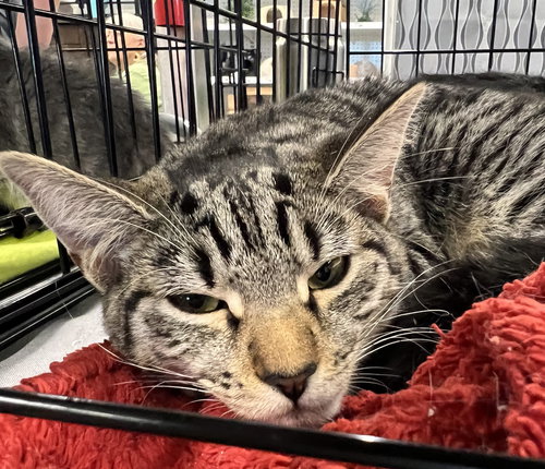 PEPPER - Domestic Short Hair available for adoption