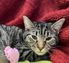 Pepper - Photo 3