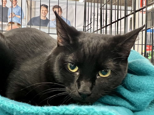 RAVEN - Domestic Short Hair available for adoption