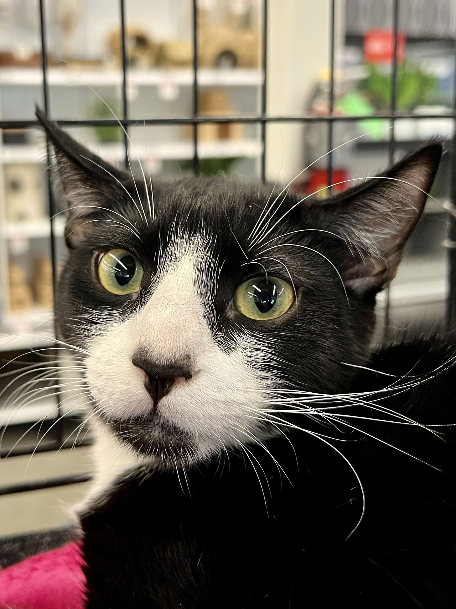 adoptable Cat in Houston, TX named Aphrodite