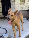 adoptable Dog in houston, TX named Bruce