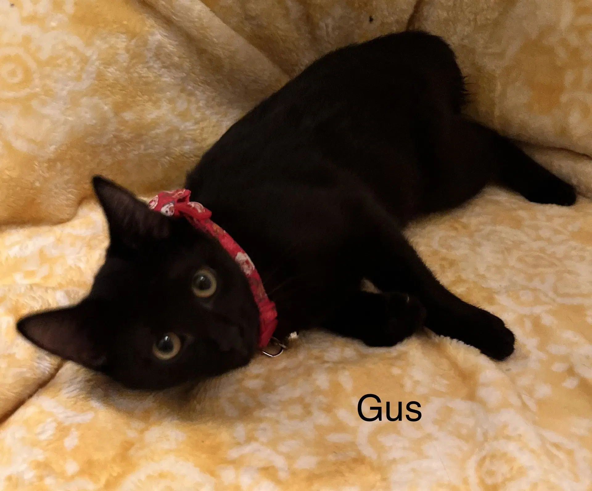 Gus - Domestic Short Hair