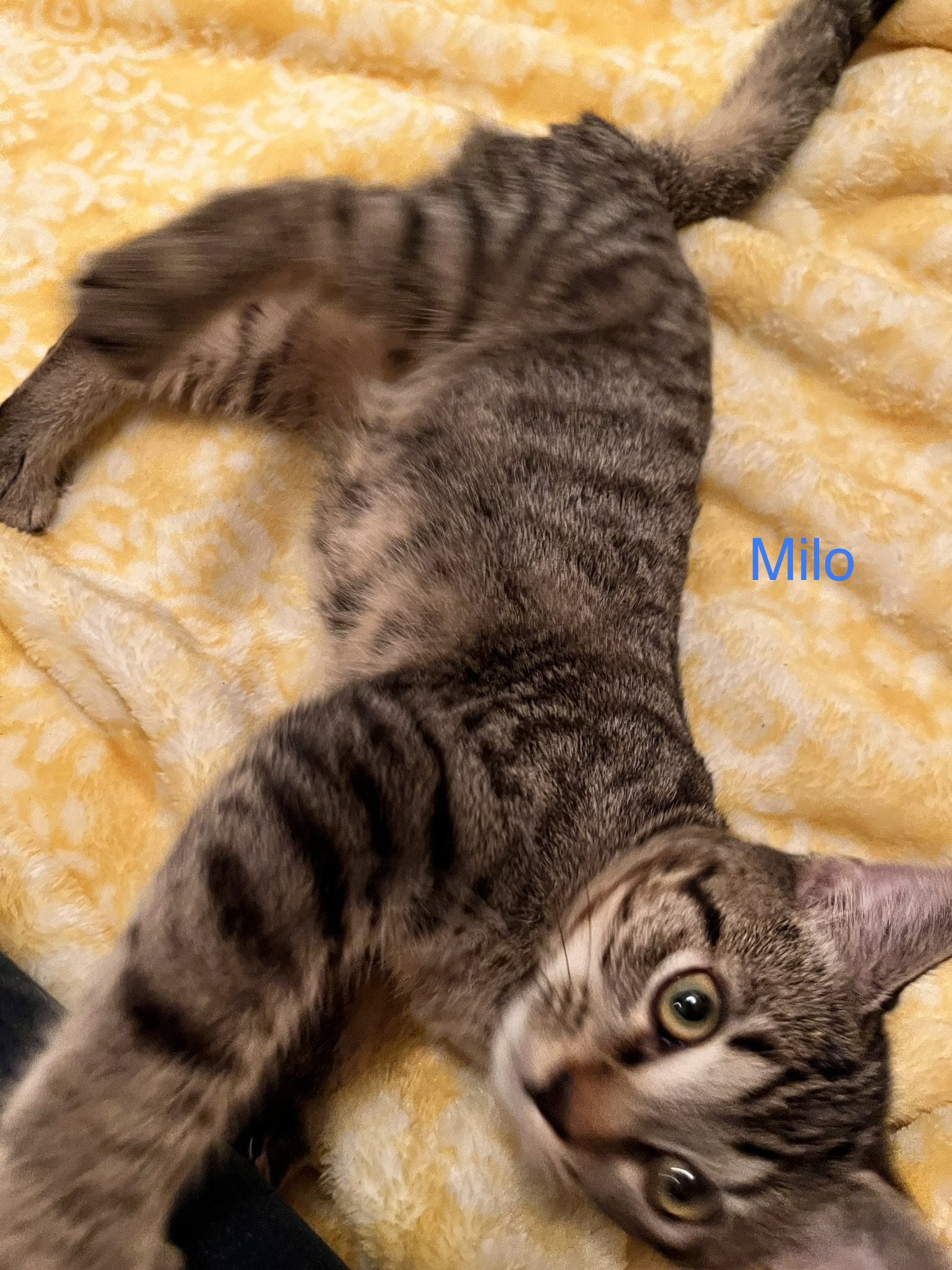 Milo Image