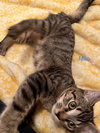 Milo - Photo 1