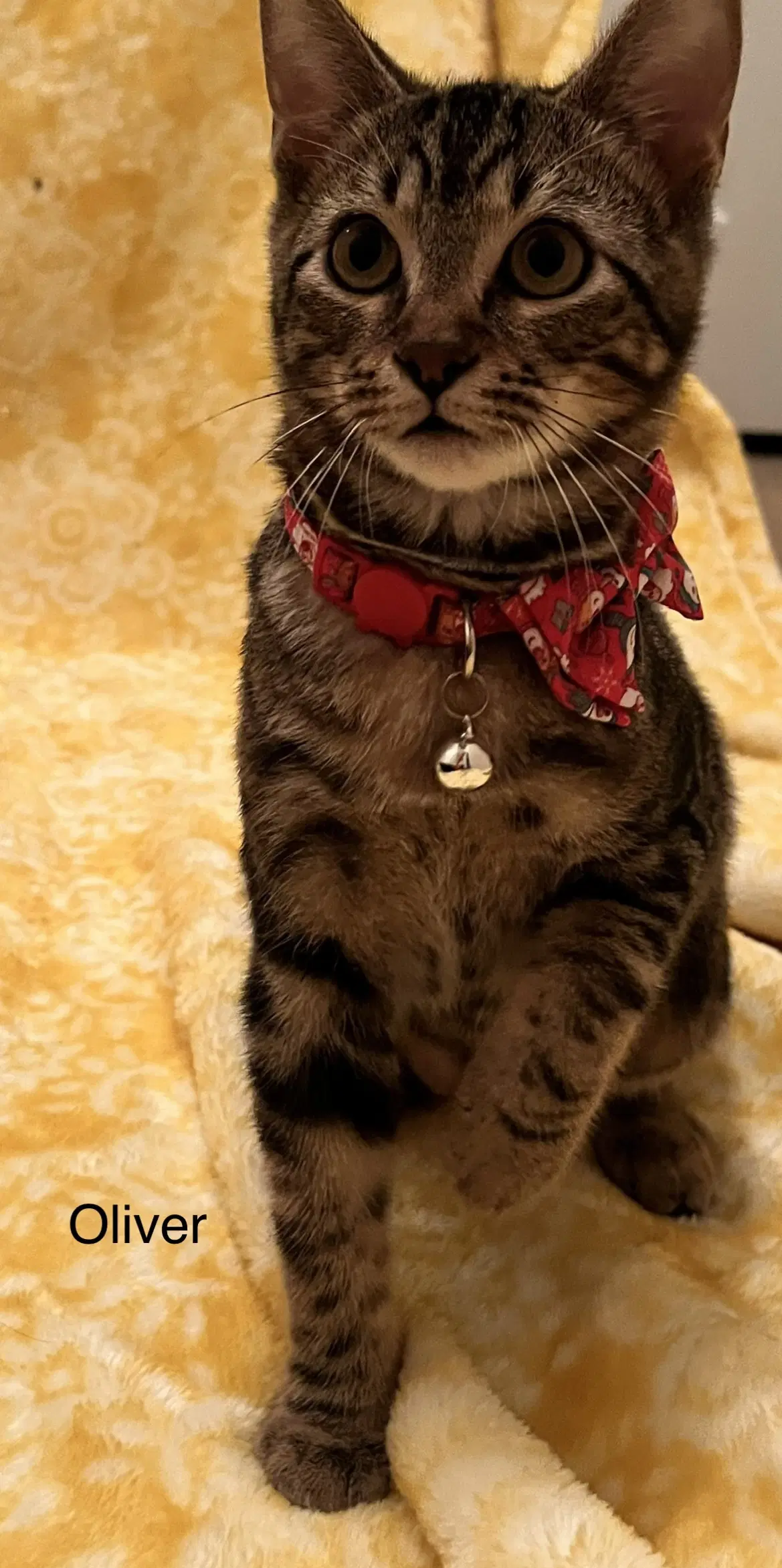 Jax - Domestic Short Hair