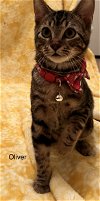 adoptable Cat in houston, TX named Jax