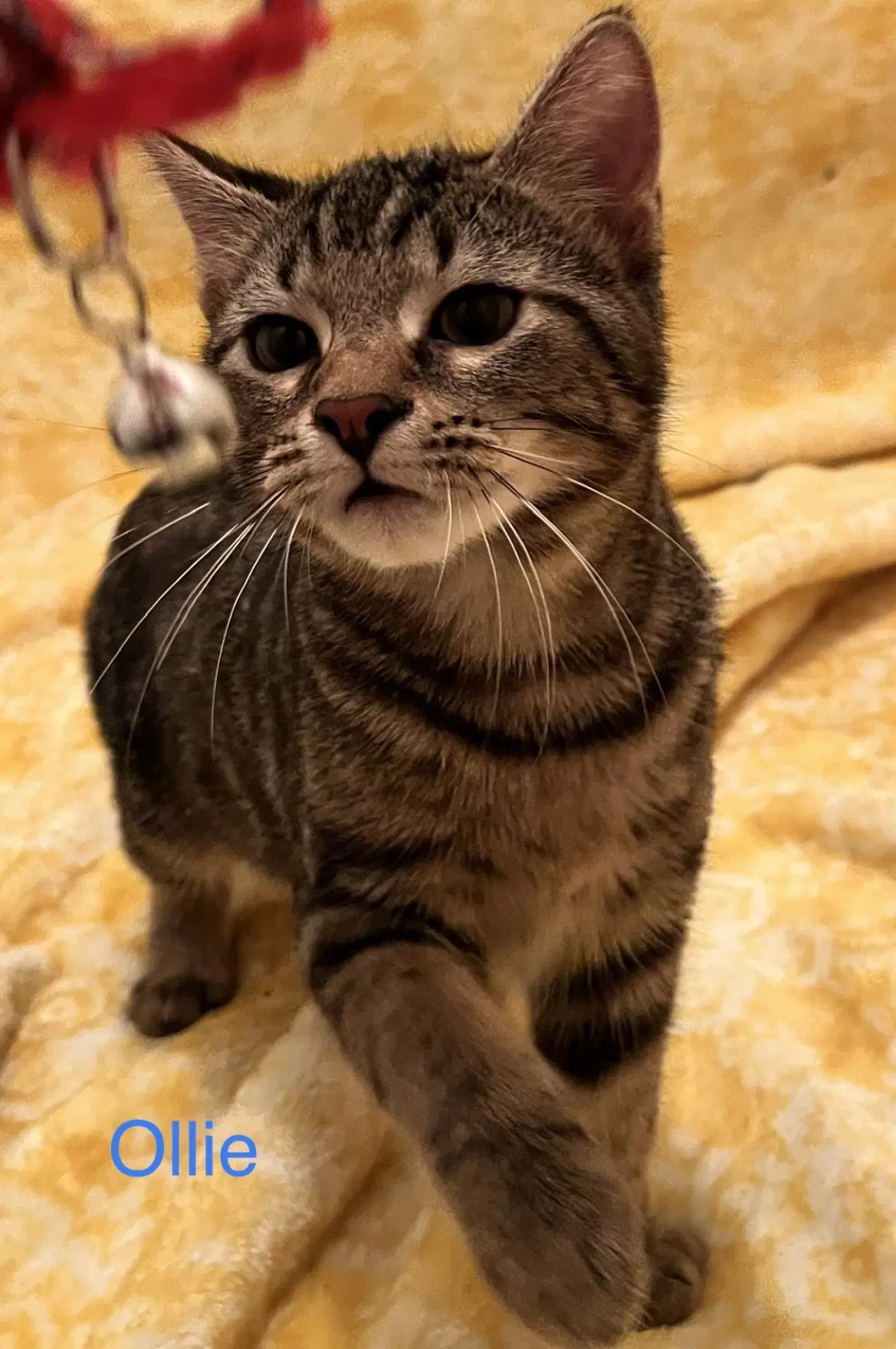 Ollie - Domestic Short Hair