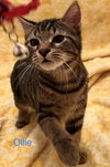 Ollie - Photo 1