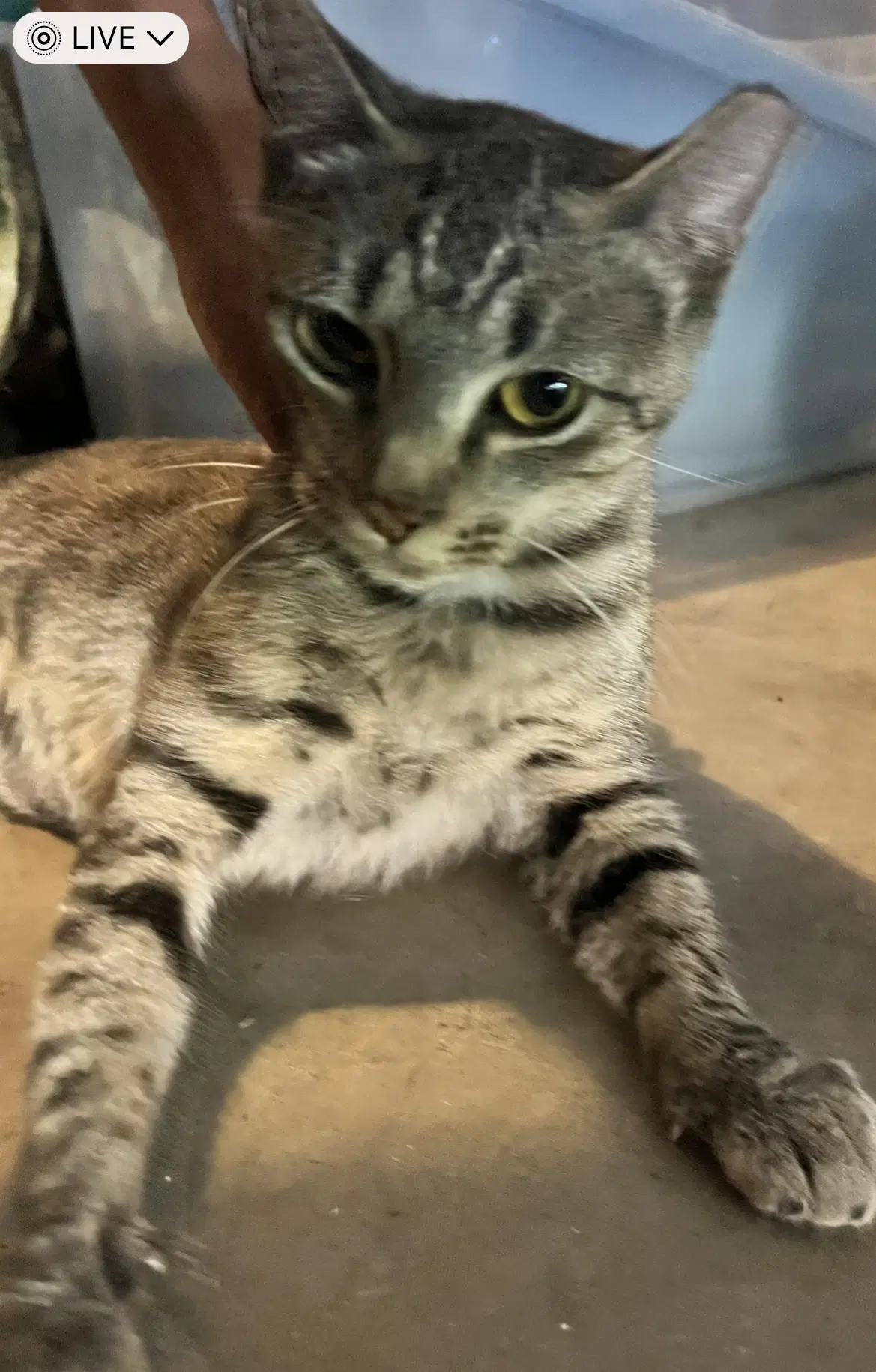 Abby - Domestic Short Hair