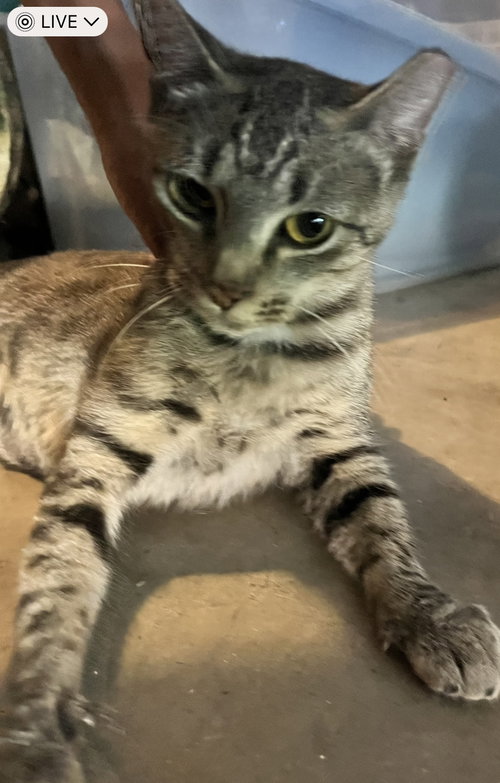 ABBY - Domestic Short Hair available for adoption