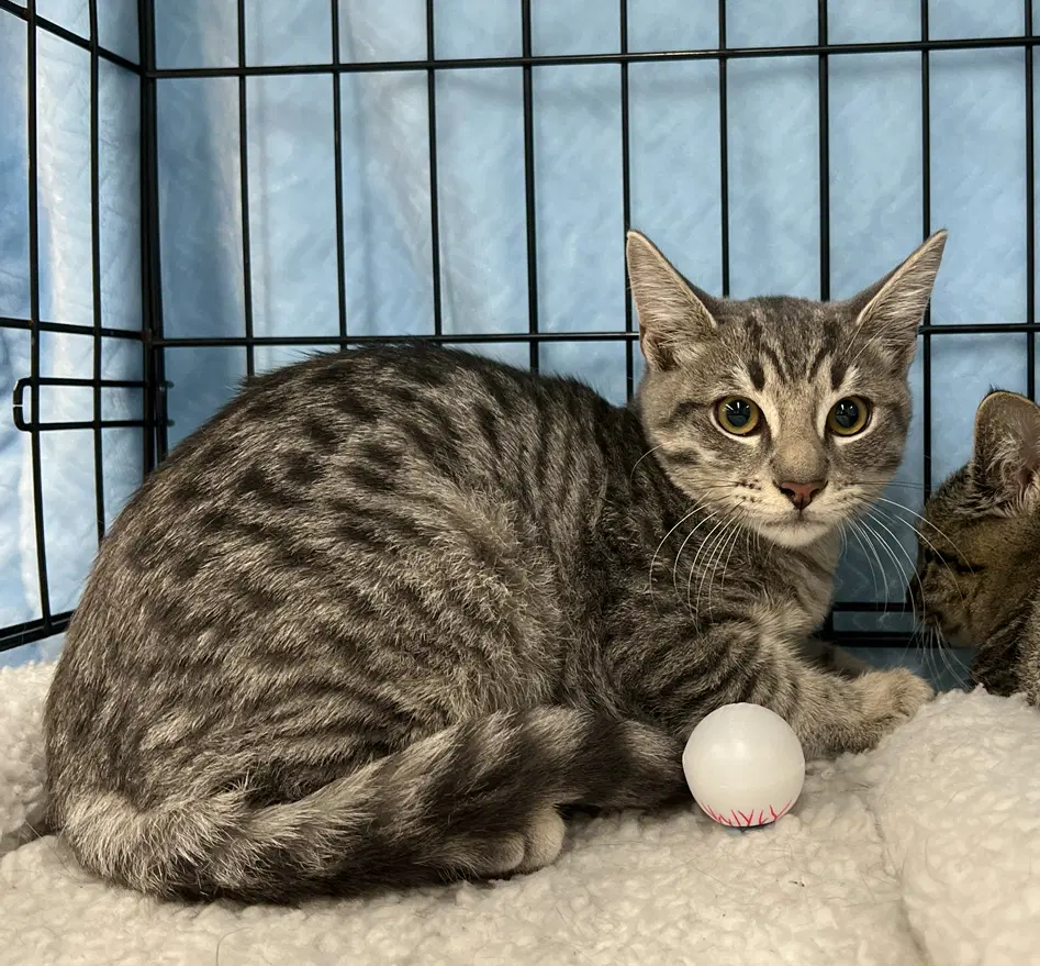 Sparky - Domestic Short Hair