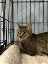 adoptable Cat in houston, TX named Janie