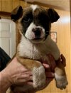 adoptable Dog in houston, TX named Echo