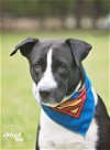 adoptable Dog in houston, TX named Beaux