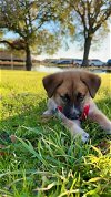 adoptable Dog in houston, TX named Duke