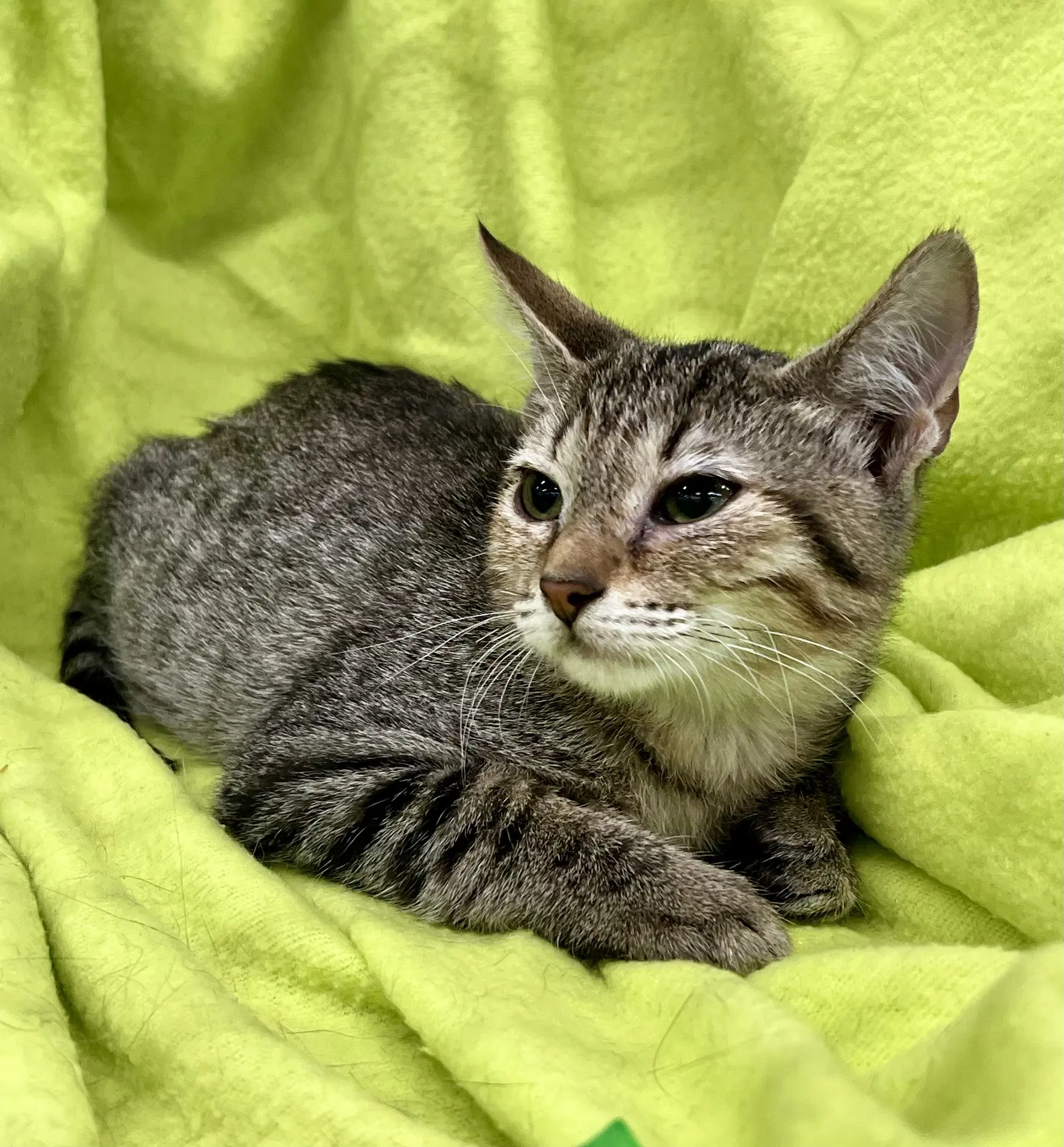 Axel - Domestic Short Hair