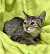 adoptable Cat in houston, TX named Axel