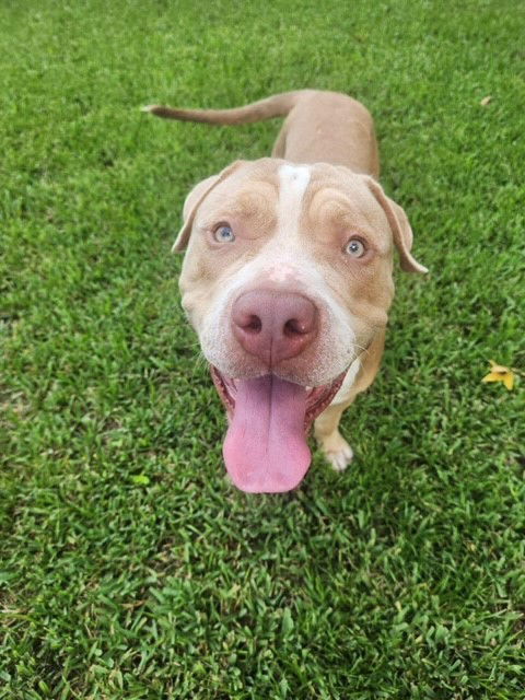 adoptable Dog in Houston, TX named Bodhi