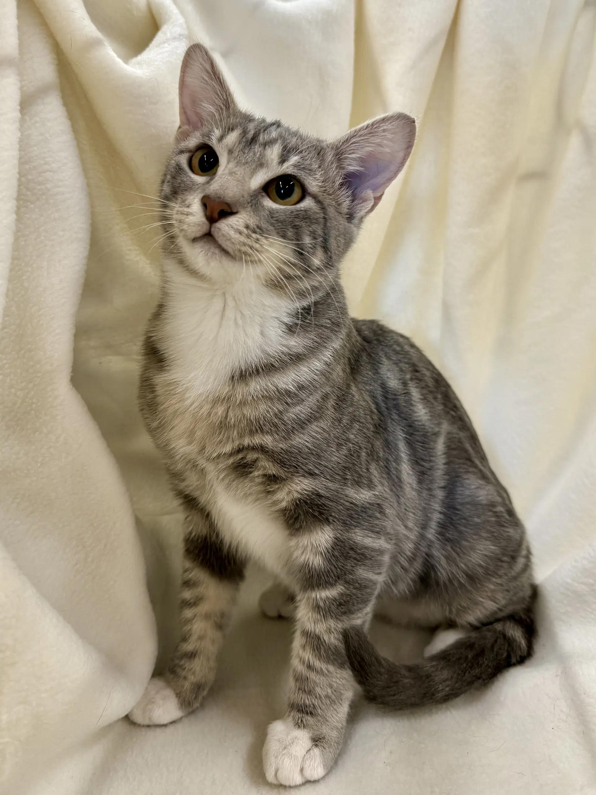 Runner - Domestic Short Hair