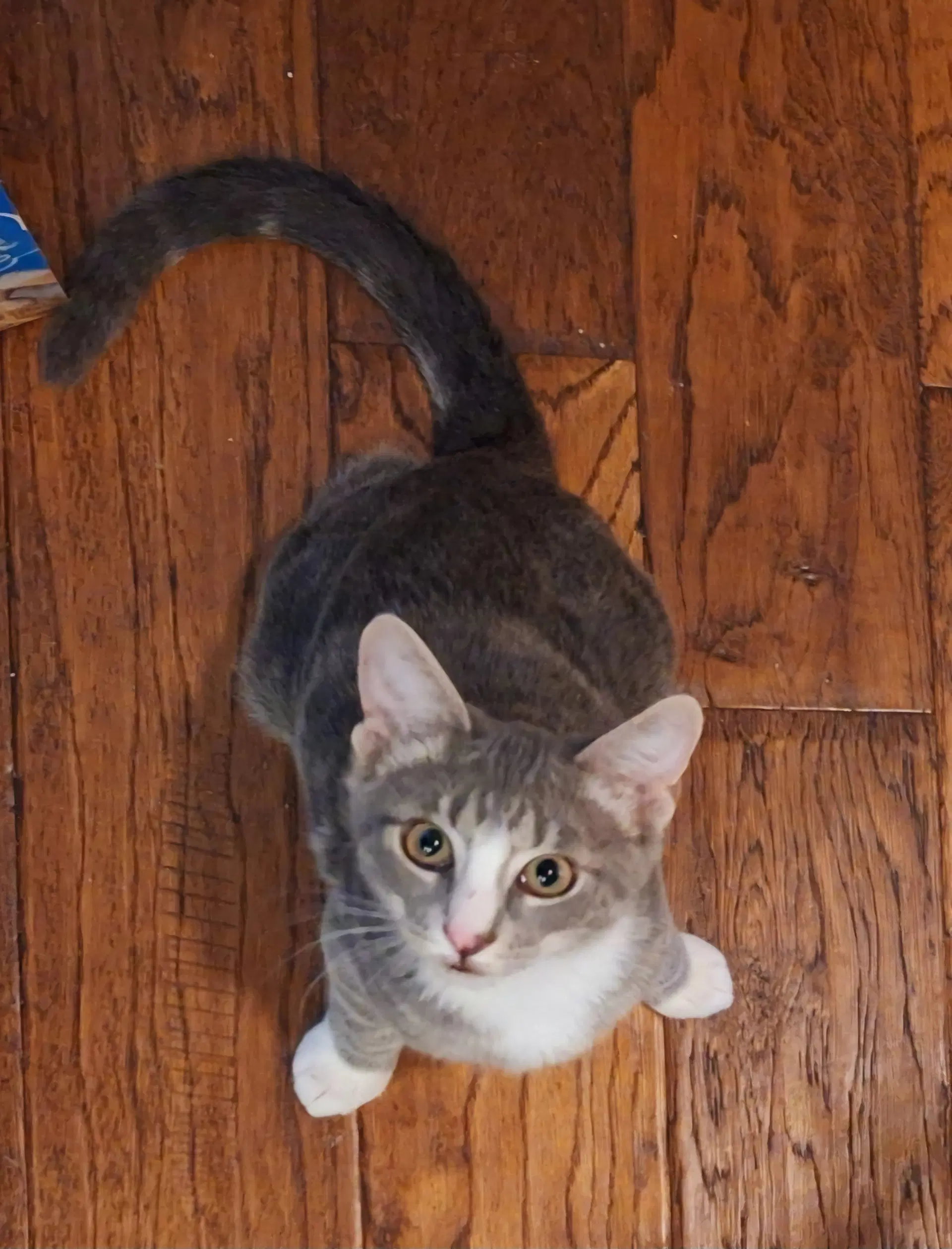 Hulk - Domestic Short Hair