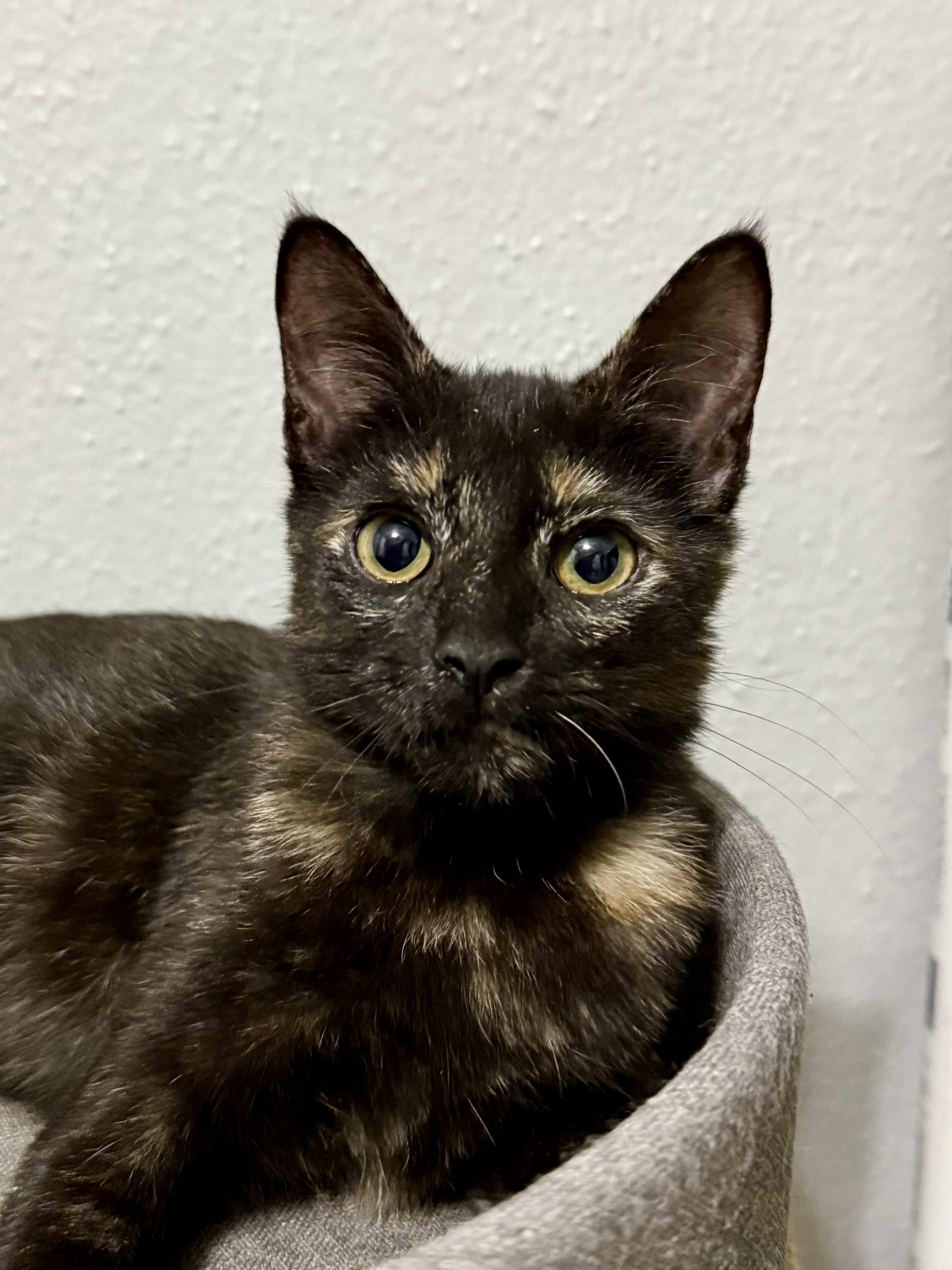 Josie Image