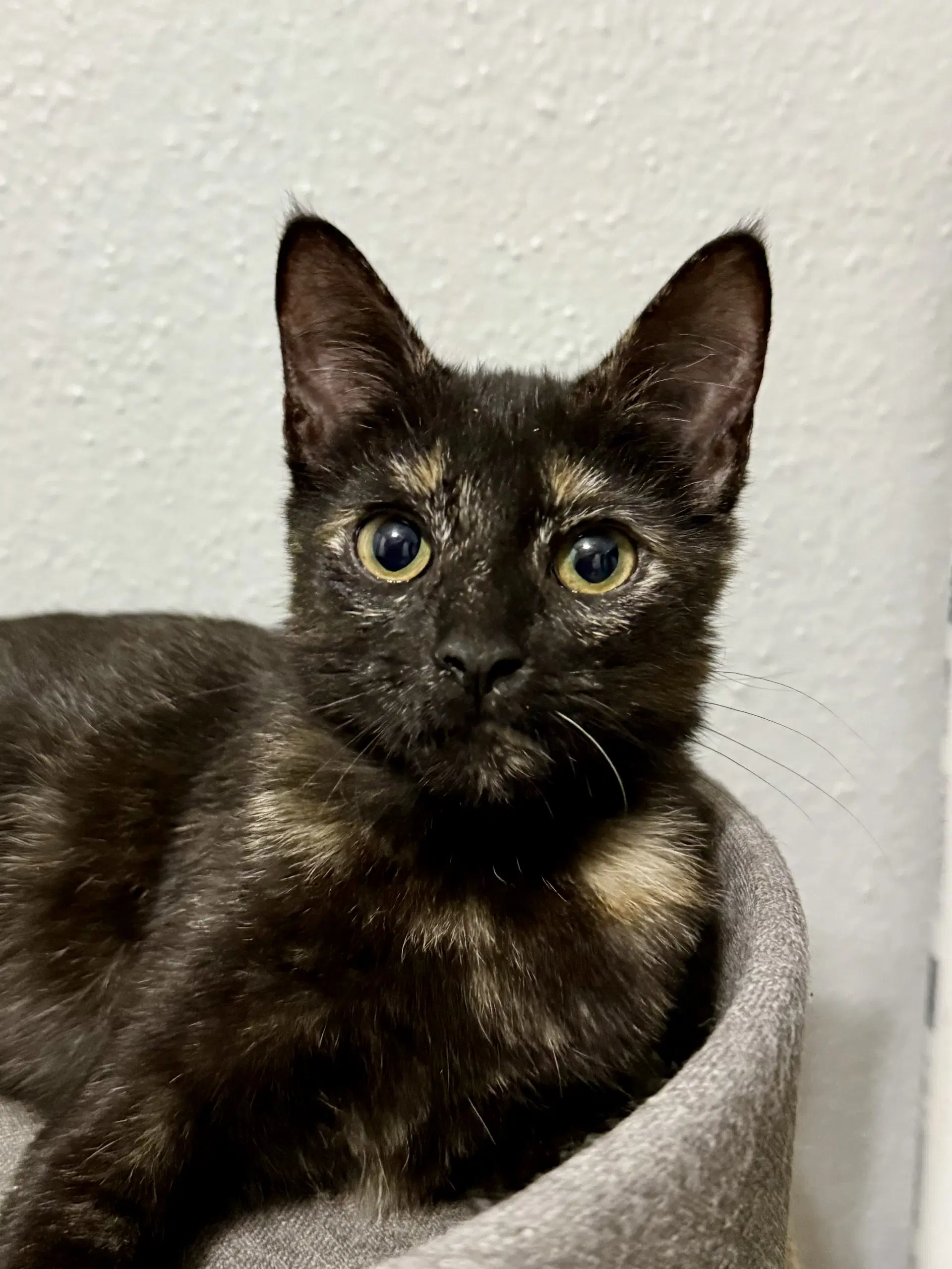 Josie - Domestic Short Hair