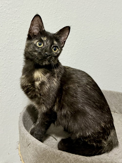 JOSIE - Domestic Short Hair available for adoption