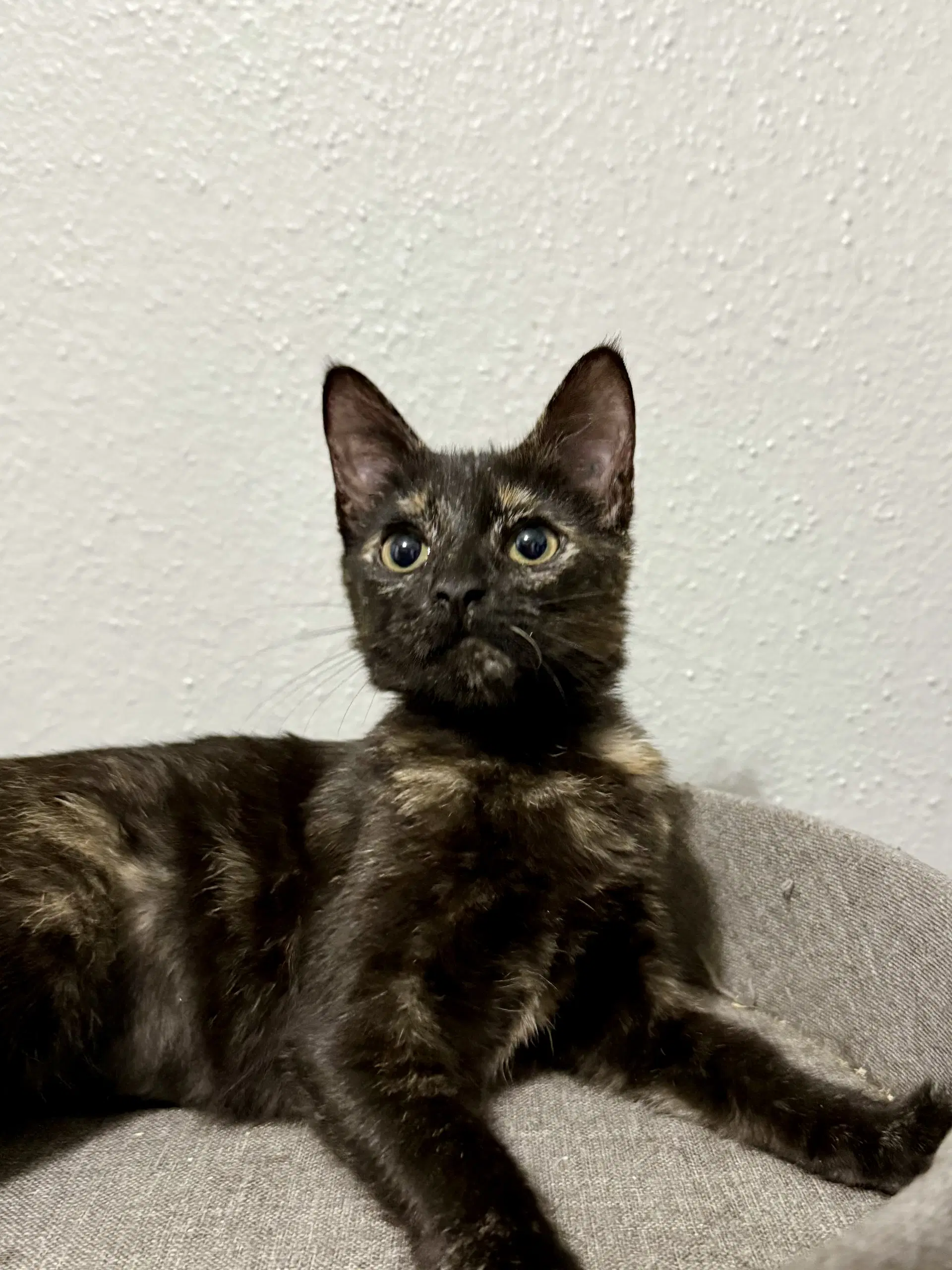 Josie image 3