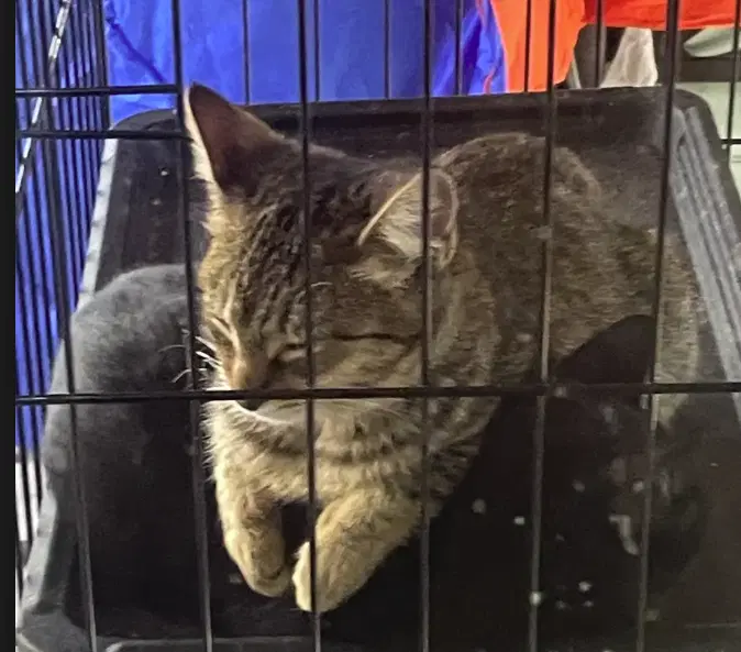 Bernard - Domestic Short Hair