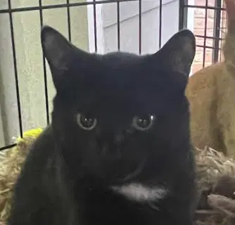 Tux - Domestic Short Hair