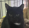 Tux - Photo 1