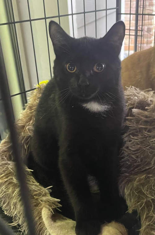TUX - Domestic Short Hair available for adoption