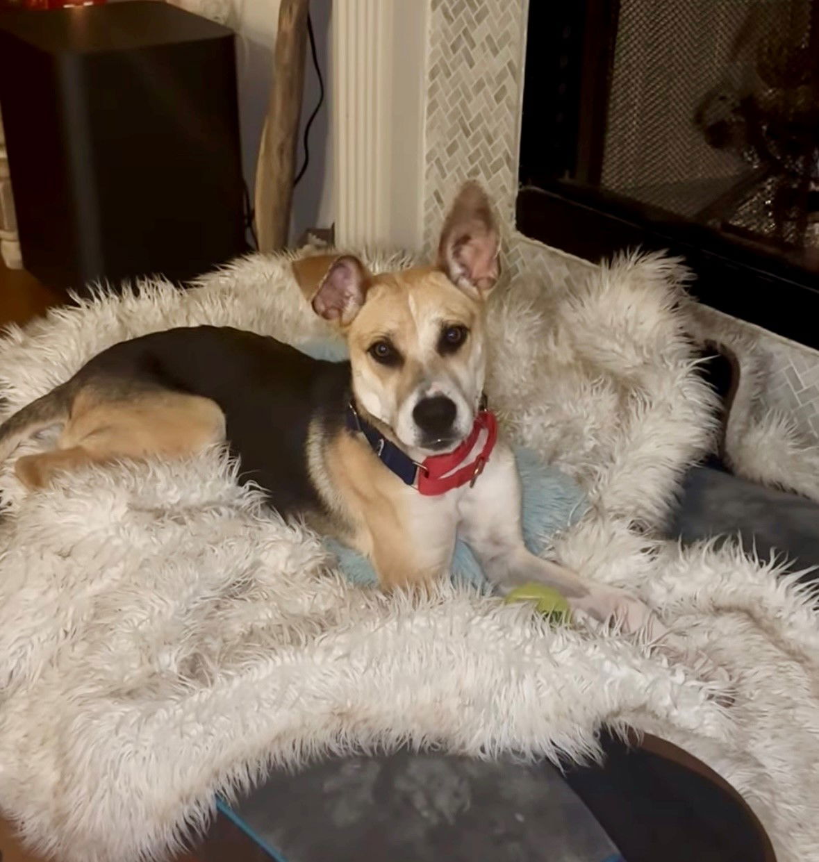 adoptable Dog in Houston, TX named Maverick