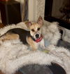 adoptable Dog in  named Maverick