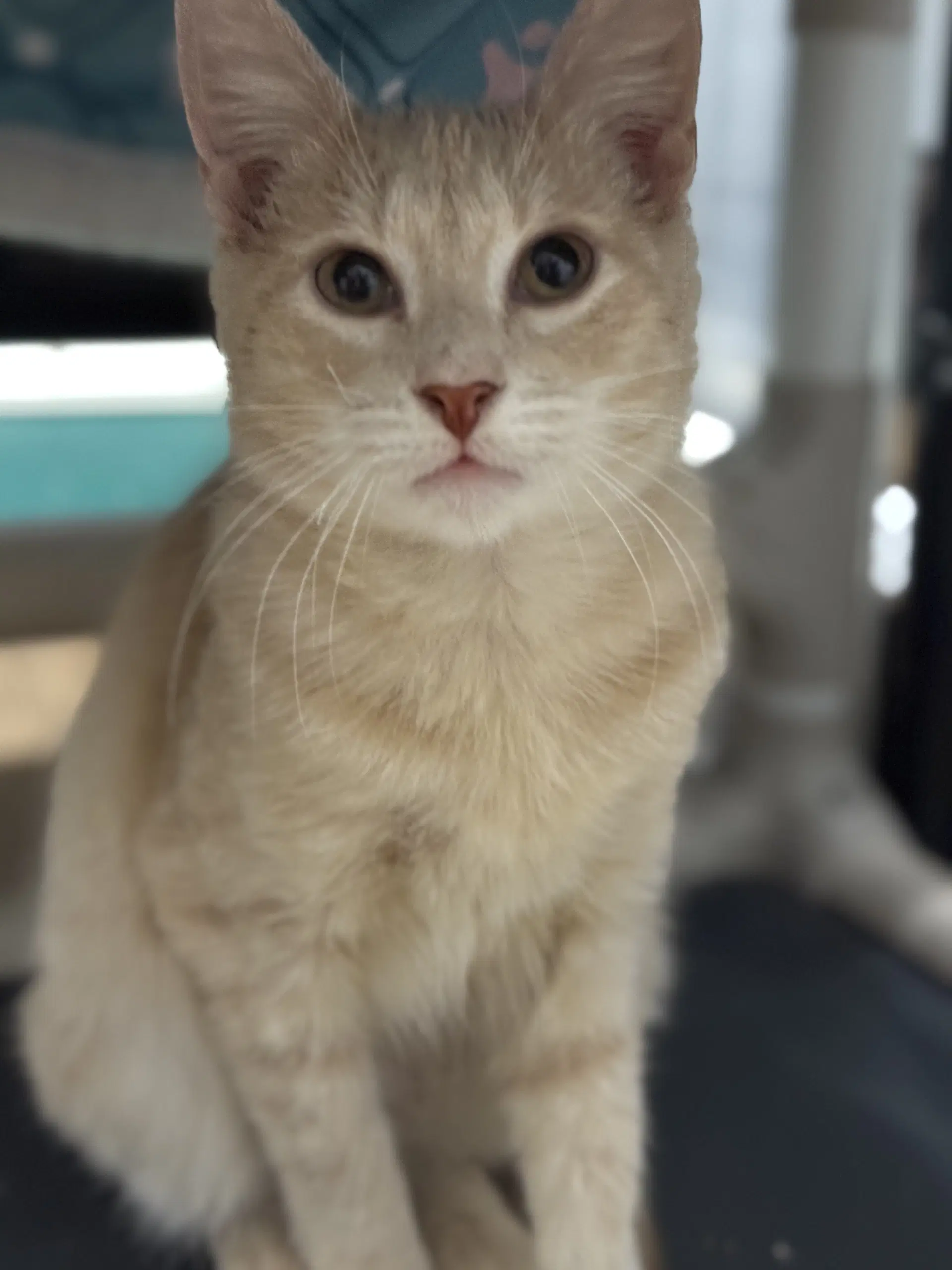 Theo - Domestic Short Hair