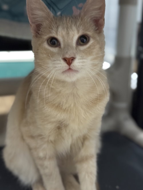 THEO - Domestic Short Hair available for adoption