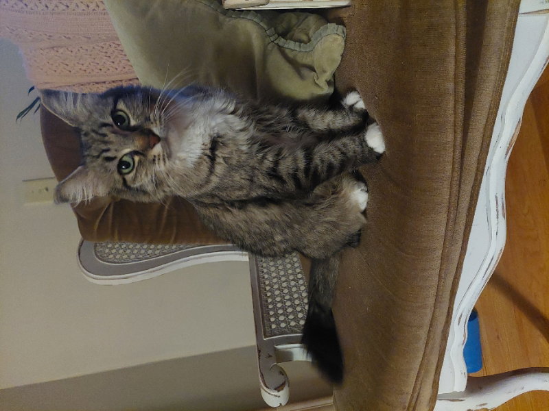 Cats for Adoption in Cold Spring, Minnesota Alpha Paw