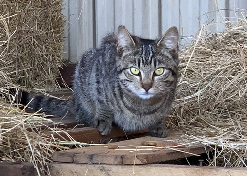 BARN CAT/MOUSER - Domestic Short Hair available for adoption