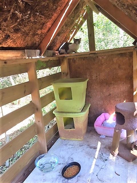 Photo 3 of Barn Cat/Mouser