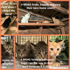 Barn Cat/Mouser - Photo 7