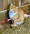 adoptable Cat in watkinsville, GA named Barn Cat/Mouser