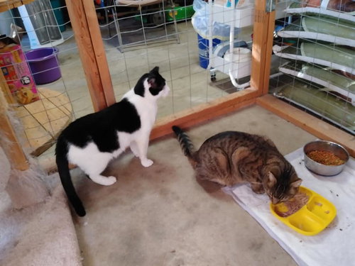 BUSTER - Domestic Short Hair / Tabby available for adoption
