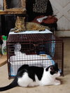 Buster - Photo 4