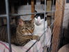 Buster - Photo 5
