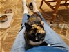 adoptable Cat in watkinsville, GA named Bonnie