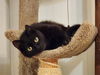 adoptable Cat in , GA named Jasper