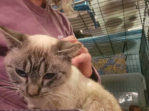 picture of the cat needing adoption