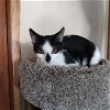 adoptable Cat in redondo beach, CA named Buttons
