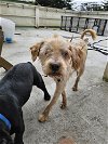 adoptable Dog in pacifica, CA named Hansel